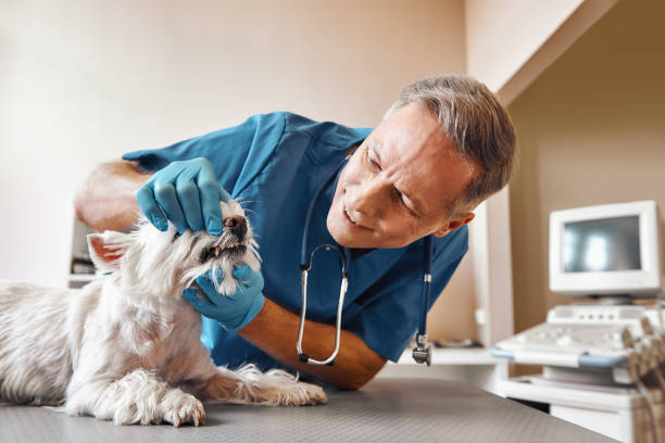 Best Urgent Dental Care  in Post, TX